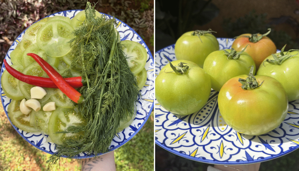 עגבניות ירוקות